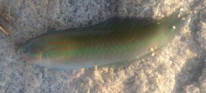 魚のベラ